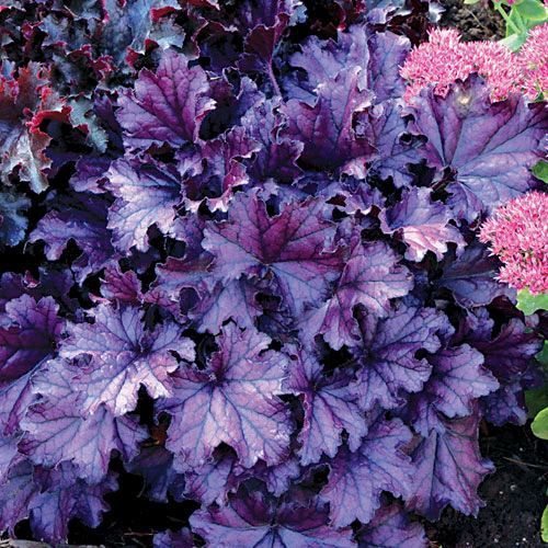 Heuchera 'Forever Purple' tűzeső Heuchera 'Forever Purple' tűzeső