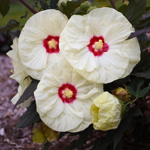 Hibiscus 'SUMMERIFIC Dark Mystery' - mocsári mályva Hibiscus 'SUMMERIFIC Dark Mystery' - mocsári mályva
