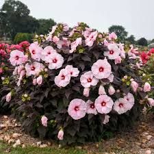 Hibiscus 'SUMMERIFIC Dark Mystery' - mocsári mályva Hibiscus 'SUMMERIFIC Dark Mystery' - mocsári mályva