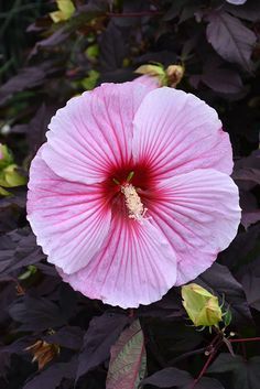 Hibiscus Summerific ‘Holy Grail’ – mocsári hibiszkusz Hibiscus Summerific ‘Holy Grail’ – mocsári hibiszkusz