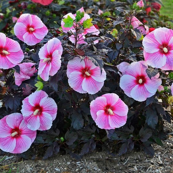 Hibiscus Summerific ‘Holy Grail’ – mocsári hibiszkusz Hibiscus Summerific ‘Holy Grail’ – mocsári hibiszkusz
