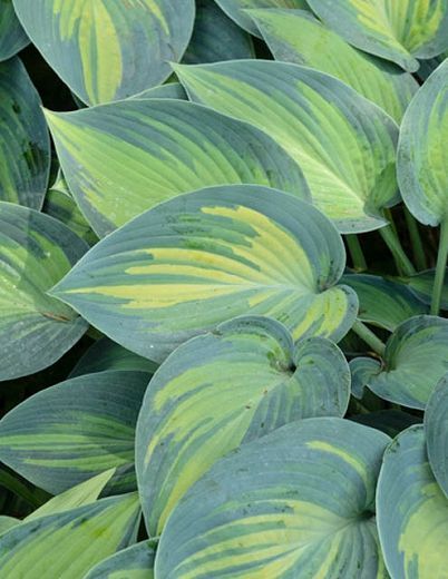 Hosta 'June' - Árnyékliliom