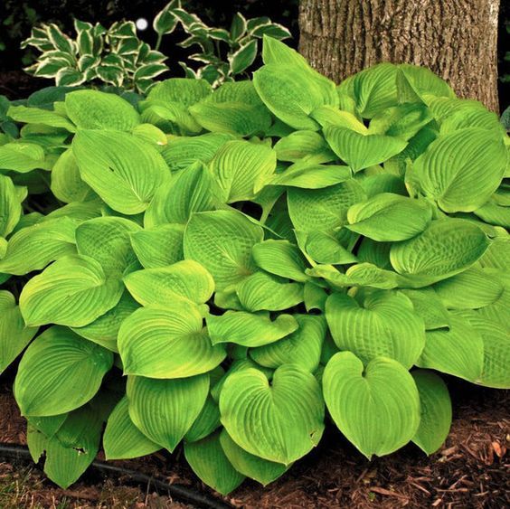 Hosta 'August Moon' - Árnyékliliom 