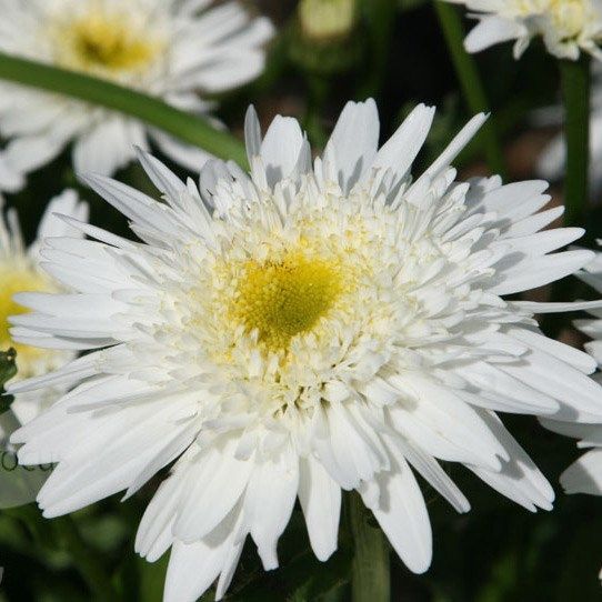 Leucanthemum x superbum 'Sunny side Up' - Margaréta 
