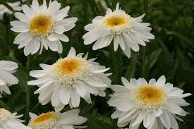 Leucanthemum x superbum 'Sunny side Up' - Margaréta 