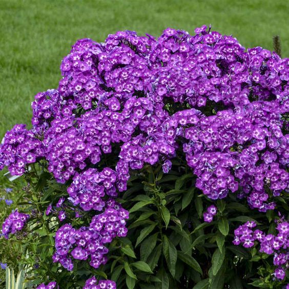 Phlox paniculata 'Laura' - Bugás lángvirág Phlox paniculata 'Laura' - Bugás lángvirág