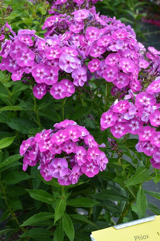 Phlox paniculata 'Laura' - Bugás lángvirág Phlox paniculata 'Laura' - Bugás lángvirág