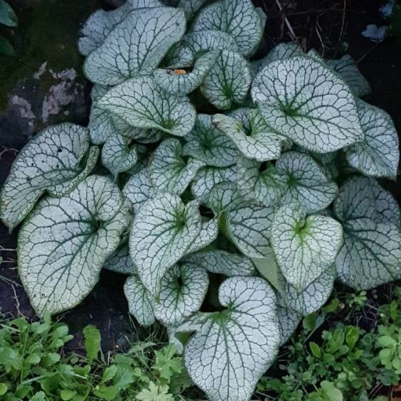 Brunnera macrophylla 'Betty Bowring' - Kaukázusi nefelejcs