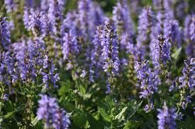 Salvia nemorosa 'Heaven in Blue' - Ligeti zsálya Salvia nemorosa 'Heaven in Blue' - Ligeti zsálya