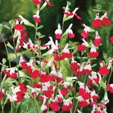 Salvia greggii 'Hot Lips' - Őszi zsálya Salvia greggii 'Hot Lips' - Őszi zsálya