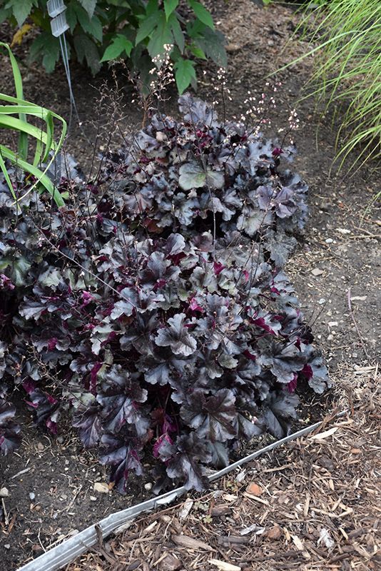 Heuchera 'Black pearl' - Tűzeső 