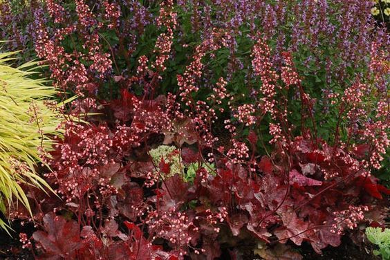 Heuchera 'Fire chief' - Tűzeső 