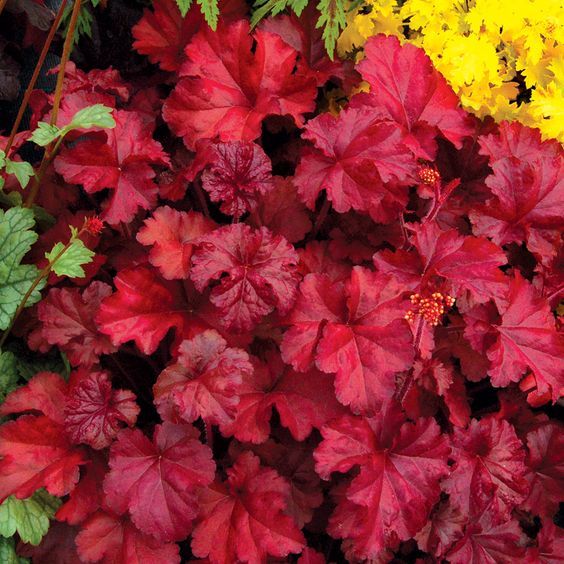 Heuchera 'Fire chief' - Tűzeső 