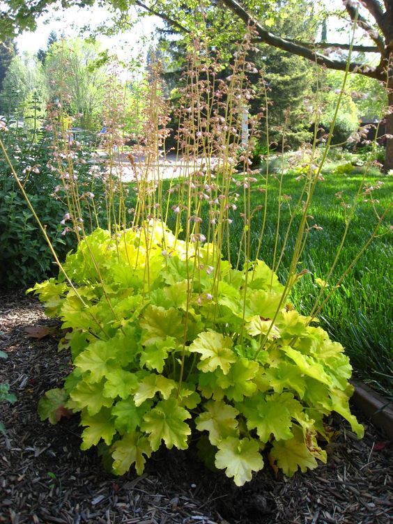 Heuchera 'rex lime' - Tűzeső 