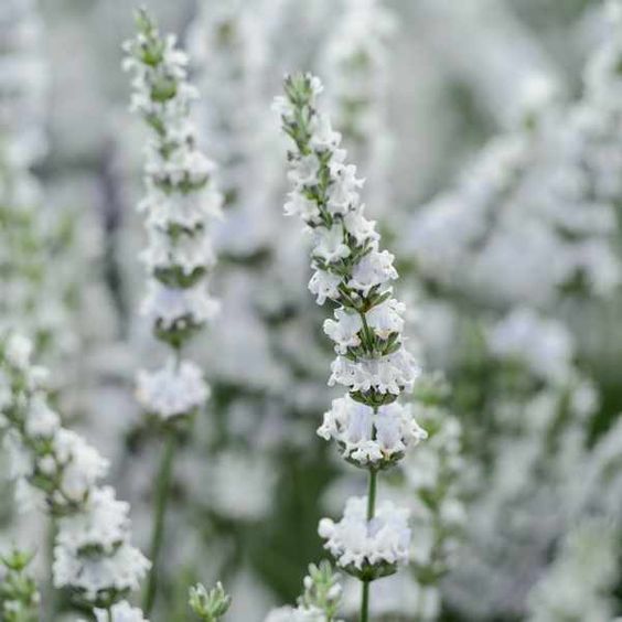 Lavandula x intermedia 'Edelweiss' - Hibrid levendula Lavandula x intermedia 'Edelweiss' - Hibrid levendula