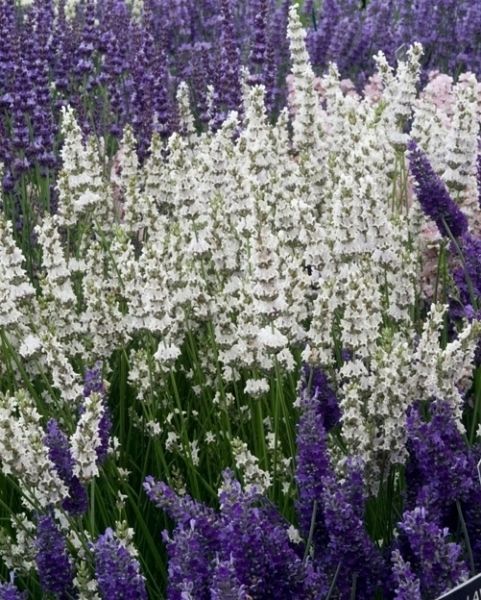 Lavandula x intermedia 'Edelweiss' - Hibrid levendula Lavandula x intermedia 'Edelweiss' - Hibrid levendula
