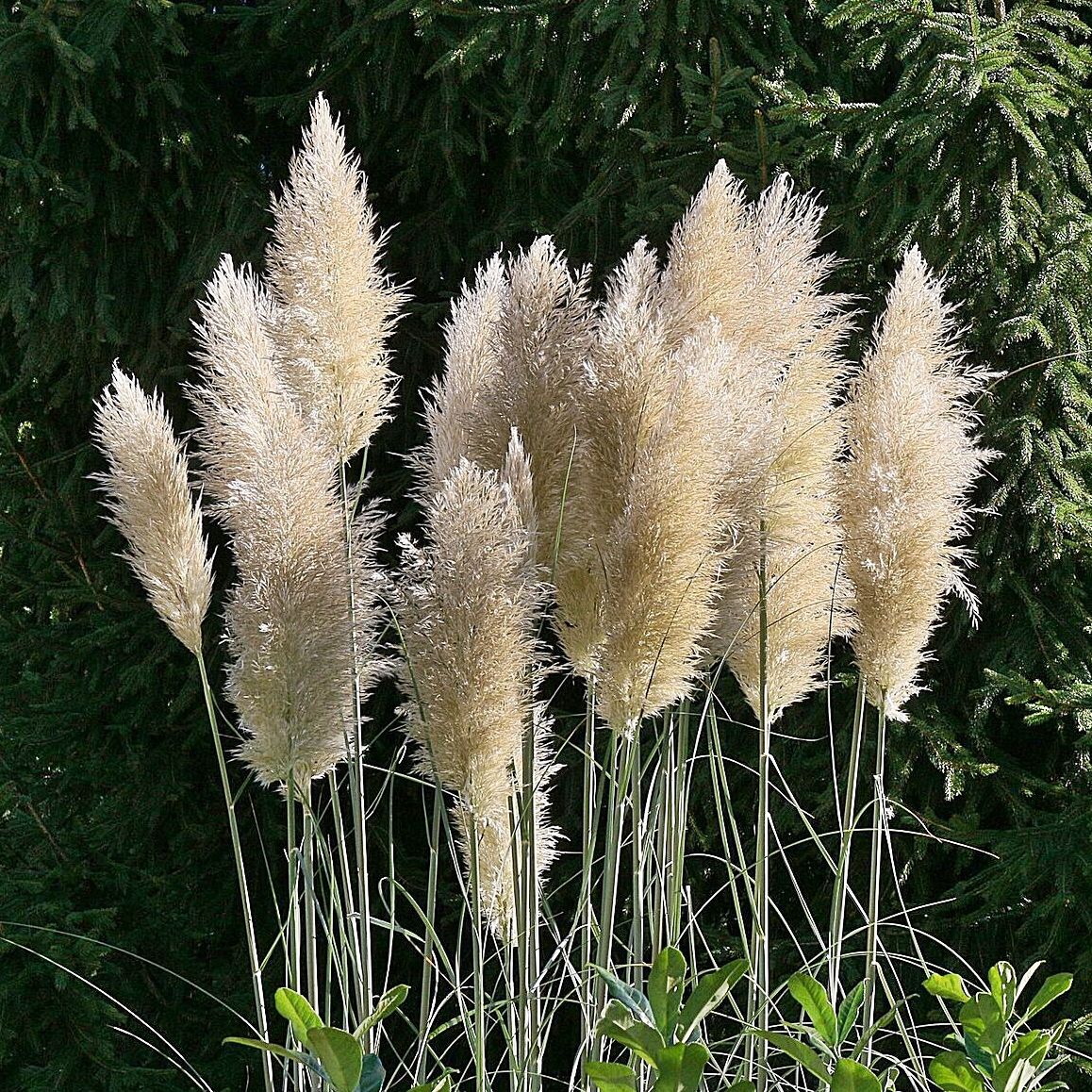 Cortaderia 'White Mistral' - Pampafű Cortaderia 'White Mistral' - Pampafű