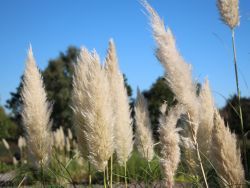 Cortederia selloana 'Compacta' - Ezüstös pampafű 