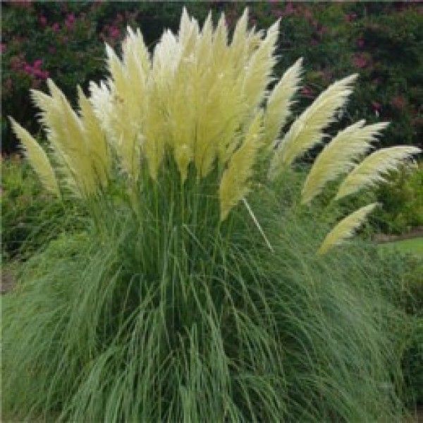 Cortederia selloana 'Compacta' - Ezüstös pampafű 