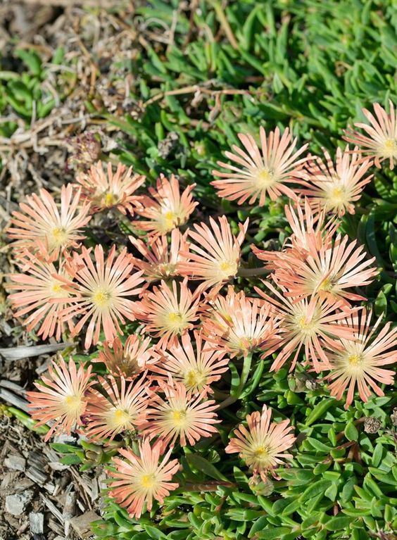 Delosperma sutherlandii ' Peach Star' - Délvirág