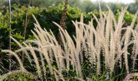 Pennisetum orientale 'Flamingo' - Keleti tollborzfű
