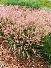 Pennisetum orientale 'Flamingo' - Keleti tollborzfű