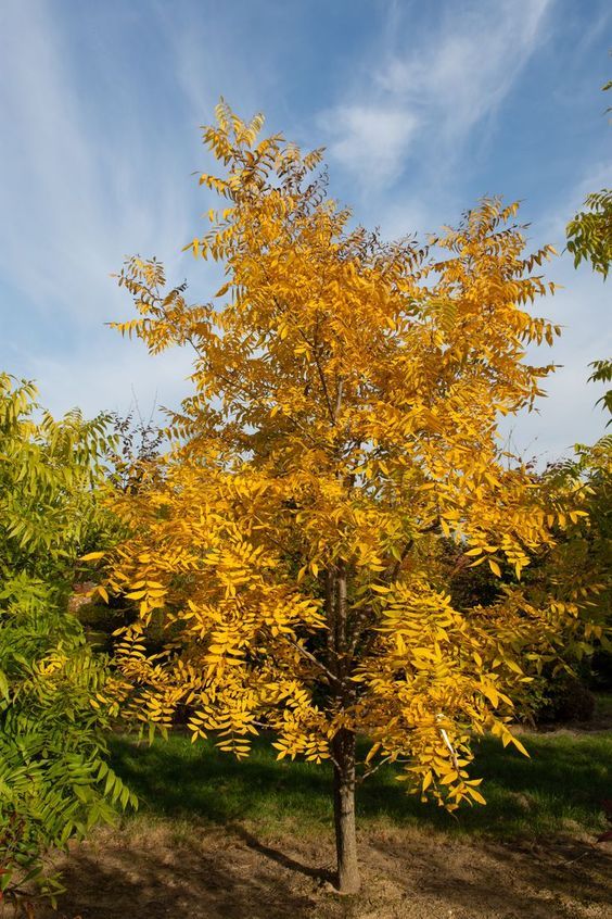 Carya illinoinensis - Pekándió 