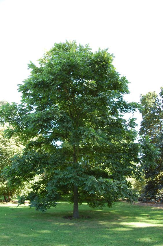 Carya illinoinensis - Pekándió 