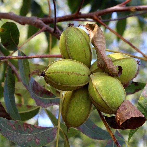 Carya illinoinensis - Pekándió 