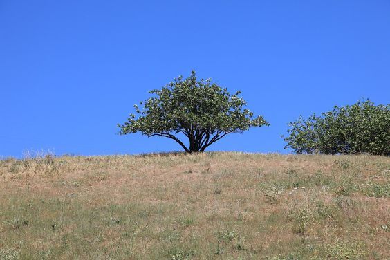 Pistacia vera - Pisztácia 