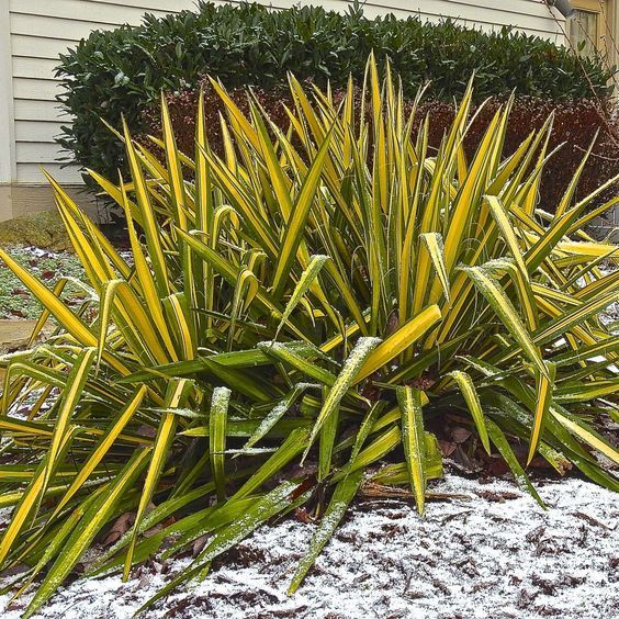 Yucca flaccida 'Golden Sword' – Pálmaliliom