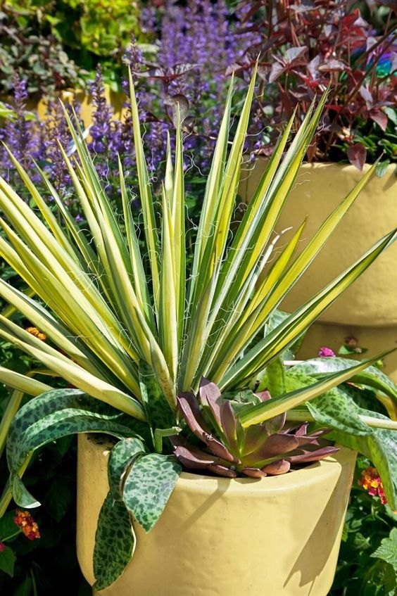 Yucca flaccida 'Golden Sword' – Pálmaliliom