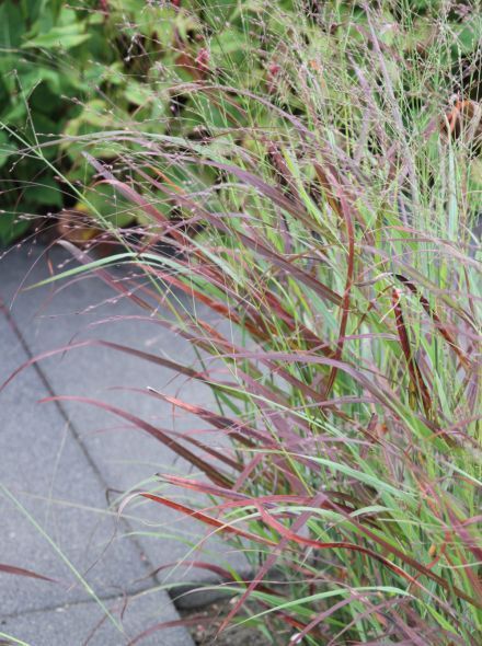 Panicum virgatum 'Kurt Bluemel' - Vesszős köles