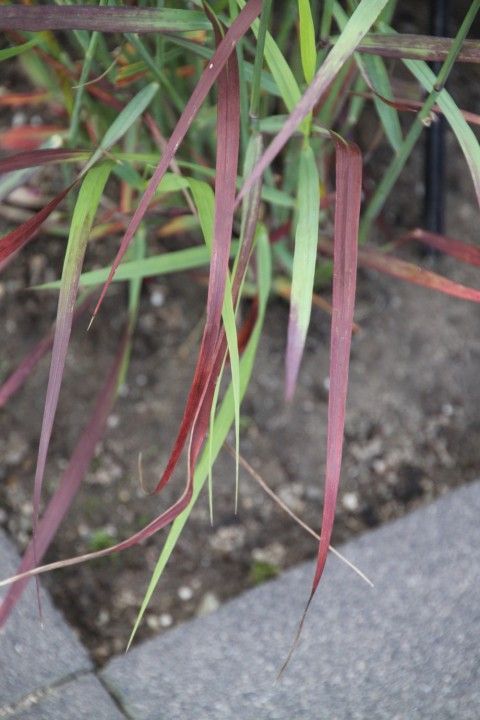 Panicum virgatum 'Kurt Bluemel' - Vesszős köles