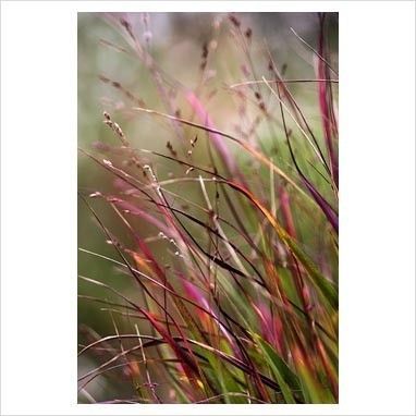 Panicum virgatum 'Kurt Bluemel' - Vesszős köles