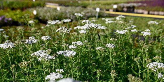 Achillea millefolium 'Schneetaler' Cickafark