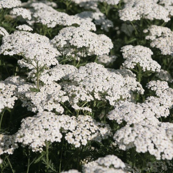 Achillea millefolium 'Schneetaler' Cickafark