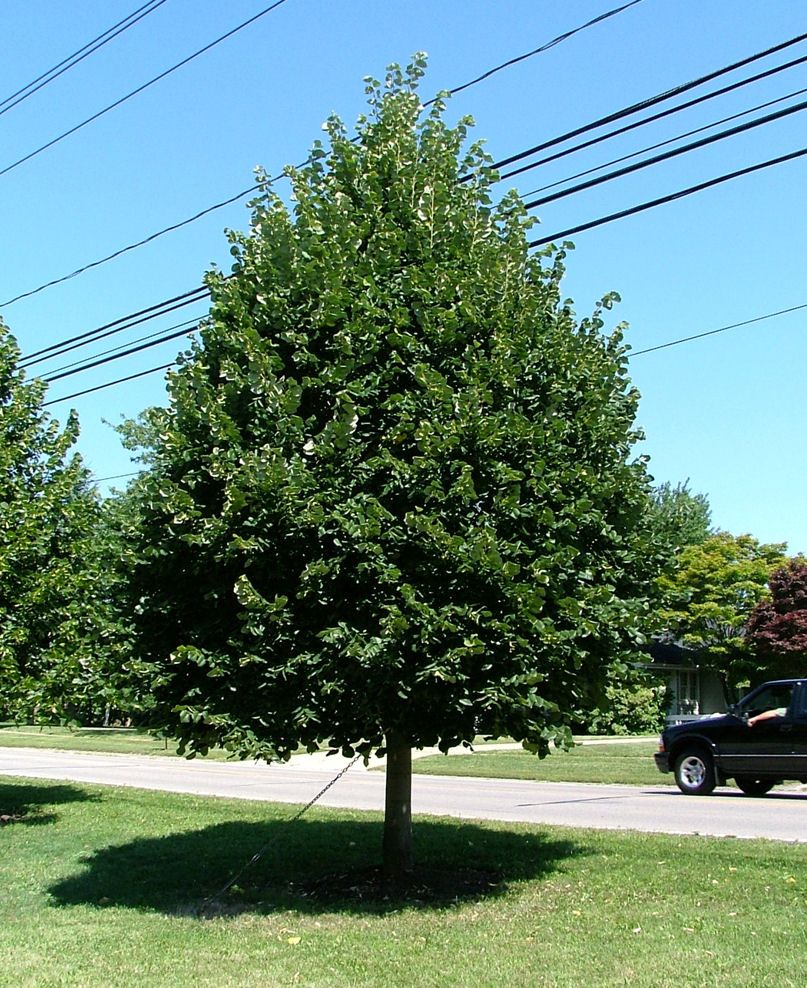 Tilia cordata 'Greenspire' - Kislevelű Hárs K20