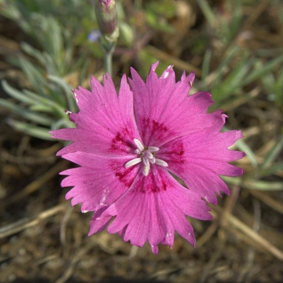 Dianthus gratianopolitanus 'Feuerhexe' - pünkösdi szegfű, deres szegfű