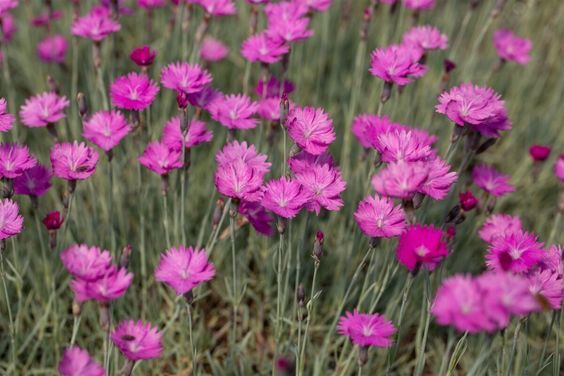 Dianthus gratianopolitanus 'Feuerhexe' - pünkösdi szegfű, deres szegfű