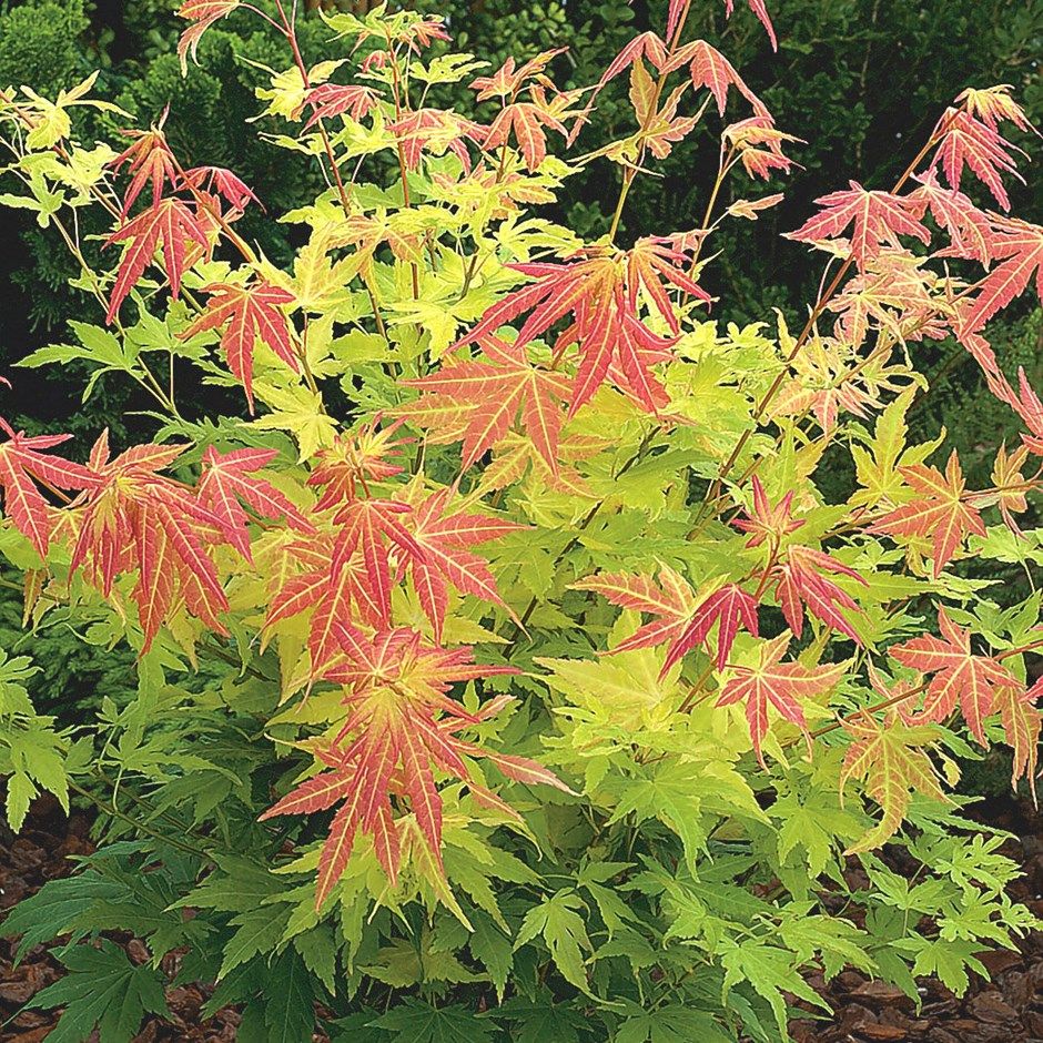 Acer palmatum 'Sango Kaku' - élékzöld levelű japán juhar, K3