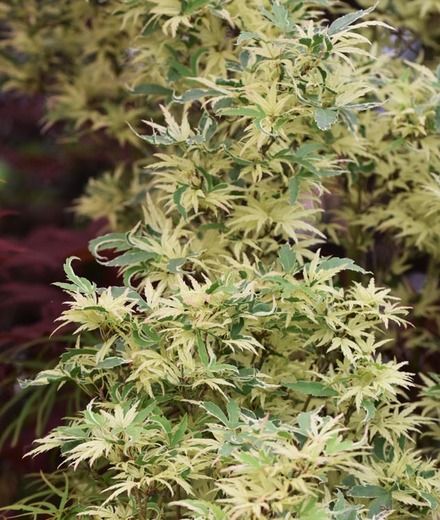 Acer palmatum 'Seiryu' - zöld levelű japán juhar