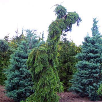 Picea omorika 'Pendula Bruns' – Csüngő, szerb lucfenyő