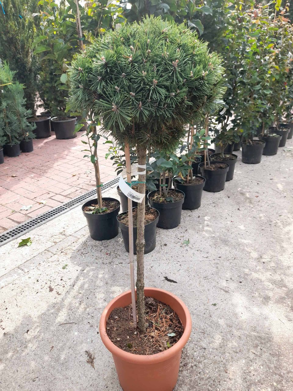 Pinus mugo 'Benjamin' – Havasi törpefenyő törzses 