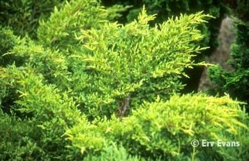 Juniperus chinensis 'GoldStar' - Aranylombú kínai boróka