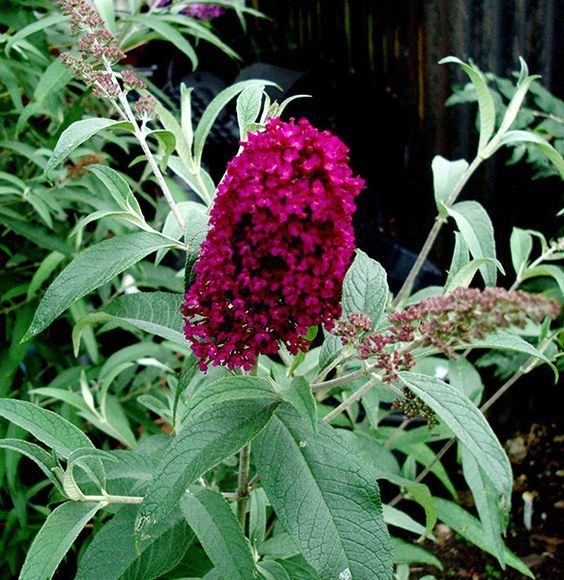 Buddleia davidii ' Sugar plum' - Nyári orgona 