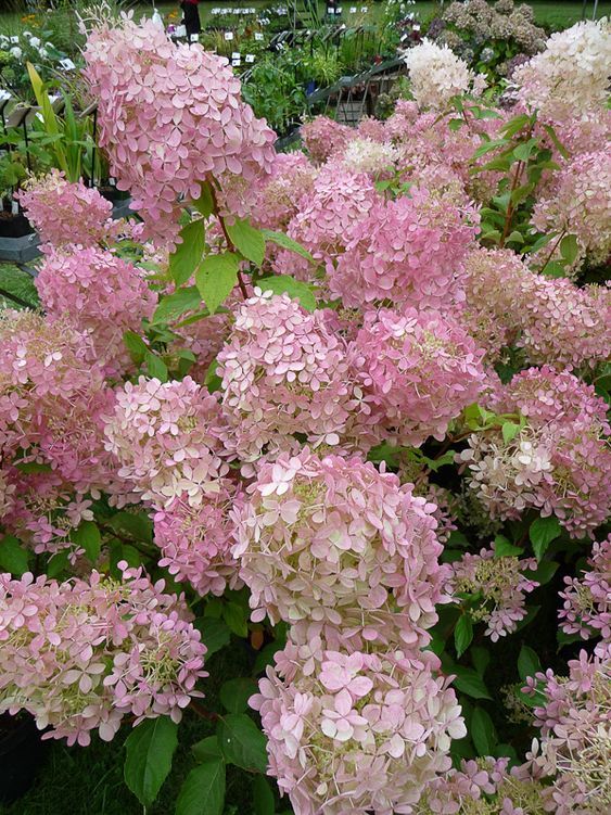 Hydrangea paniculata \'Phantom\'- Bugás hortenzia, K5