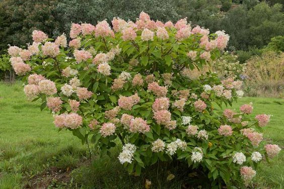 Hydrangea paniculata \'Phantom\'- Bugás hortenzia, K5