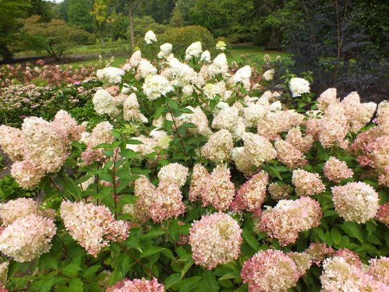 Hydrangea paniculata \'Phantom\'- Bugás hortenzia, K5