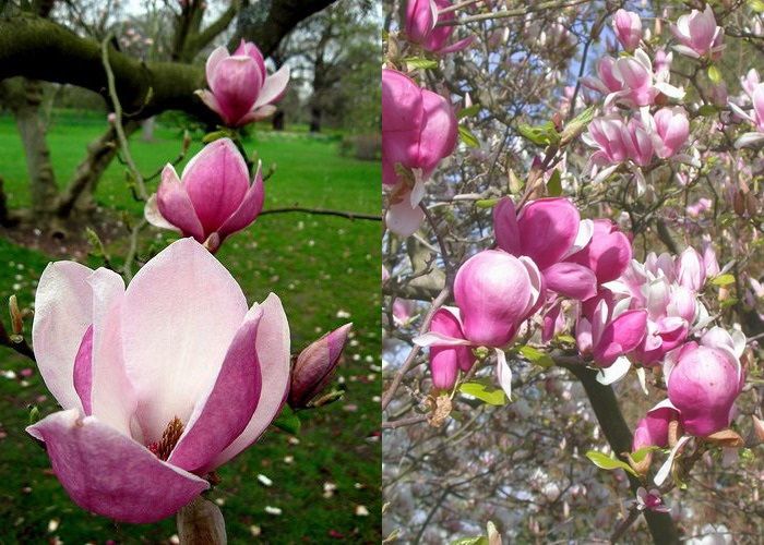 Magnolia soul. 'Lennei' - Nagyvirágú liliomfa K2